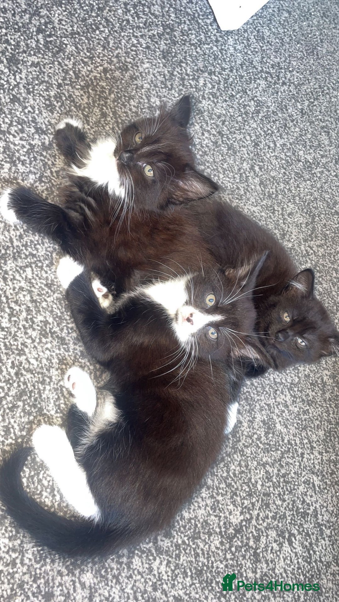 Norwegian Forest Cat cats for sale: Norwegian forest X kittens  - Image 4