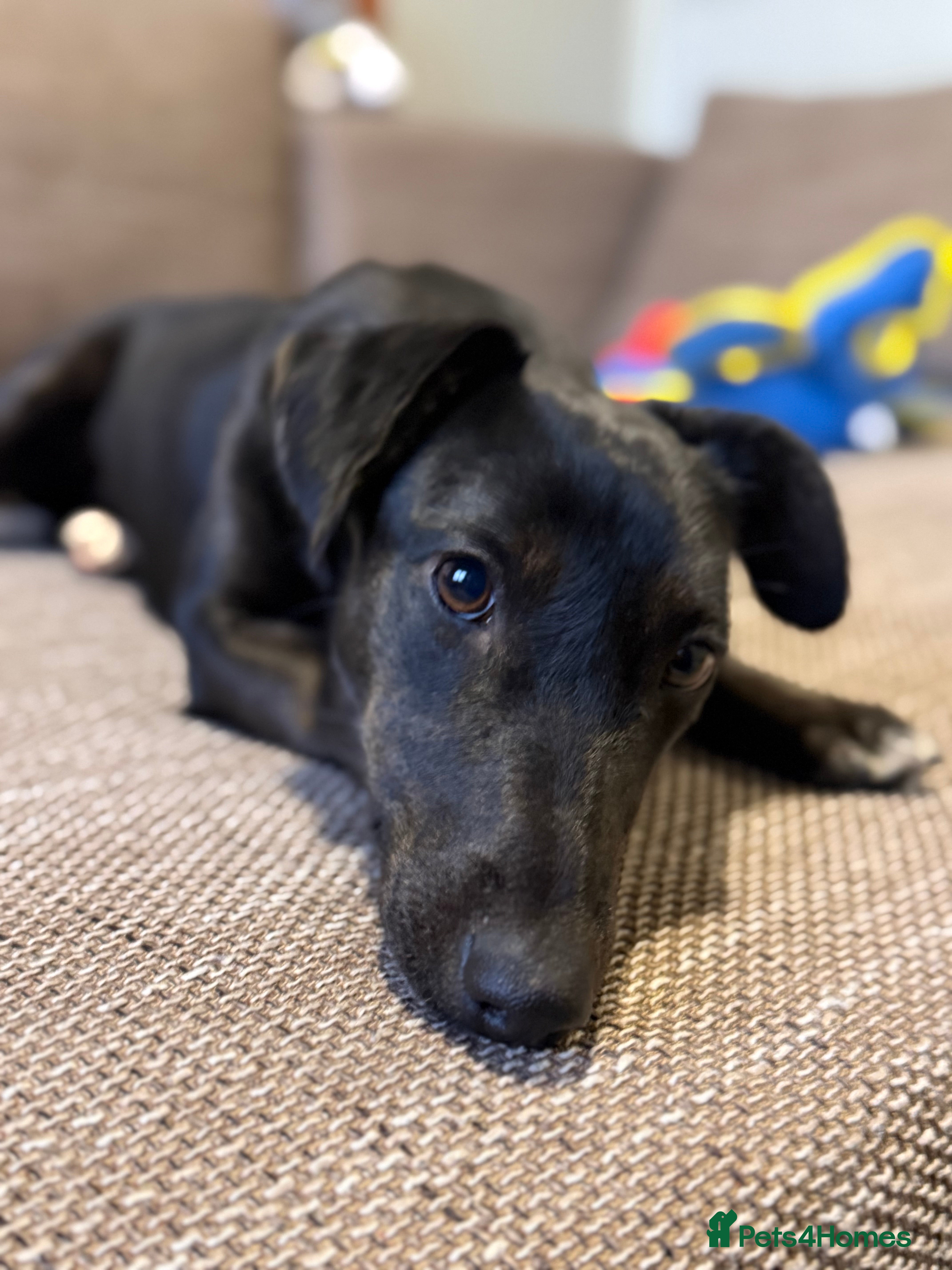 Dachshund dogs Cute Lolita looking for LOVE  - Advert 2