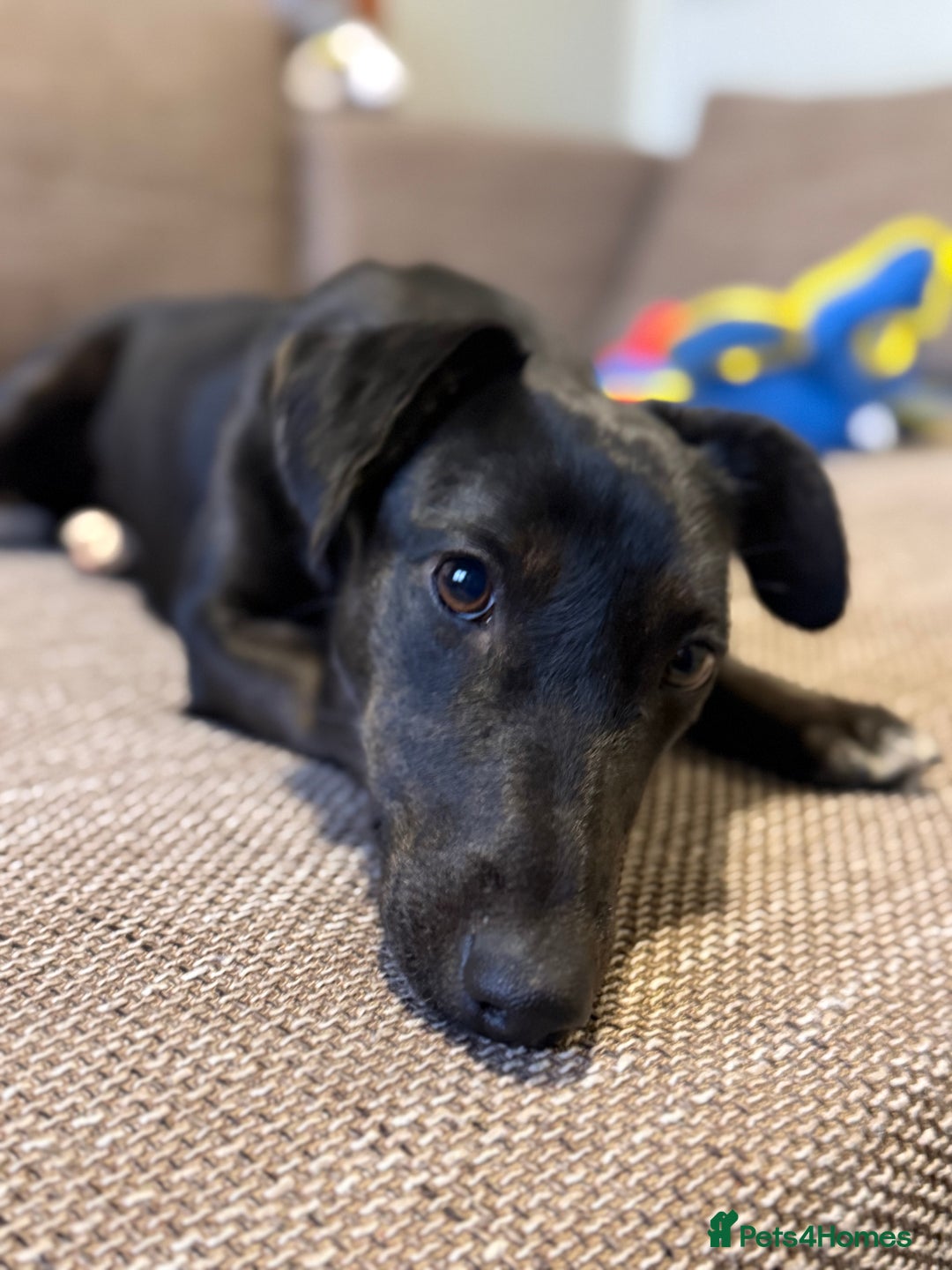 Dachshund dogs for adoption: Cute Lolita looking for LOVE  - Advert 1