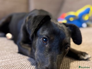 Dachshund dogs Cute Lolita looking for LOVE - Advert 2