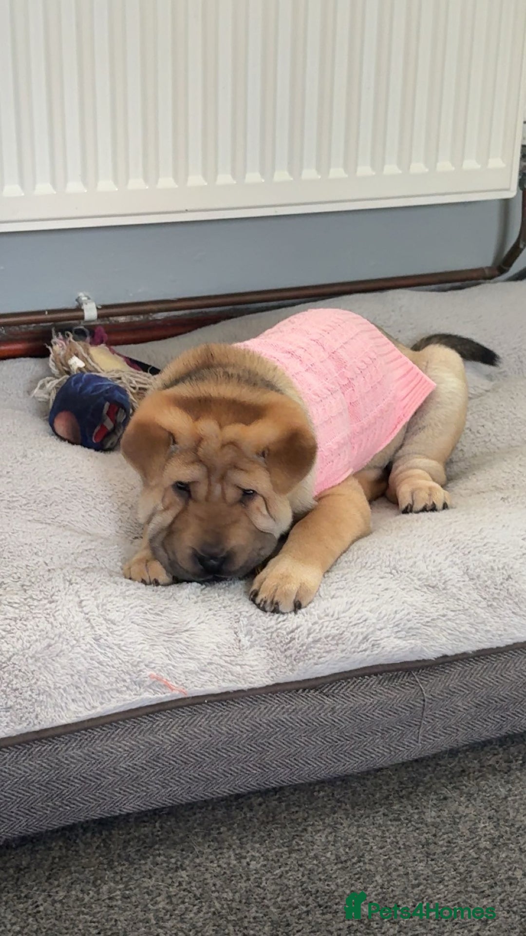 Shar Pei dogs for sale: Shar Pei puppy - Image 1