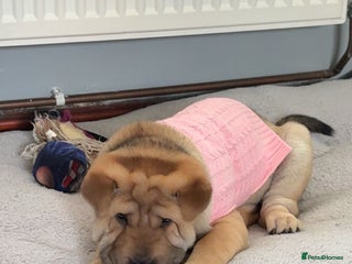 Shar Pei dogs - Advert 2
