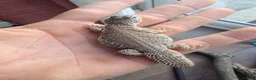 Mixed Breed reptiles for sale: baby maroon uromastyx - Advert 1