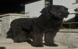 Goldendoodle dogs for sale:  F1b golden doodle puppies ready to go.  in Llandeilo - Image 21