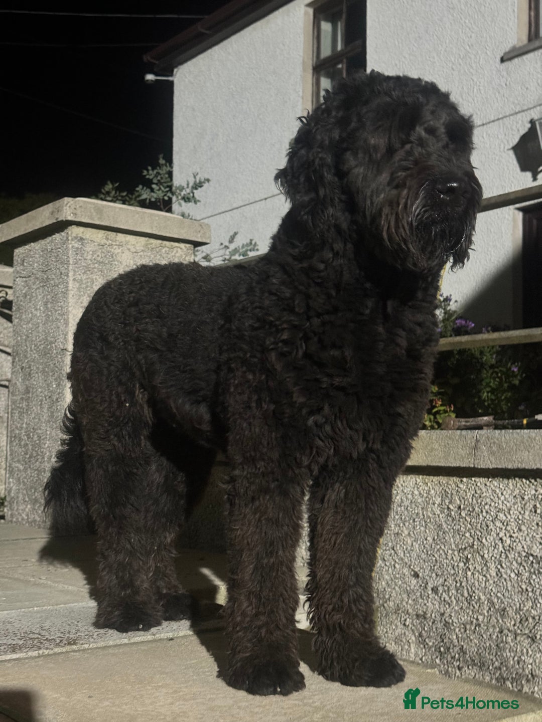 Goldendoodle dogs for sale:  F1b golden doodle puppies ready to go.  in Llandeilo - Image 21