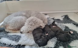 Bedlington Terrier dogs for sale: Bedlington terrier pups. 1 boy, 1 girl available  - Image 1