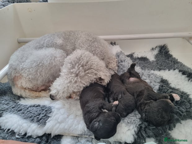 Bedlington Terrier dogs - Advert 1