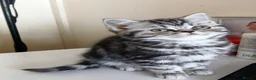British Shorthair cats for sale: Bsh. Tabby kitten girl. - Advert 2