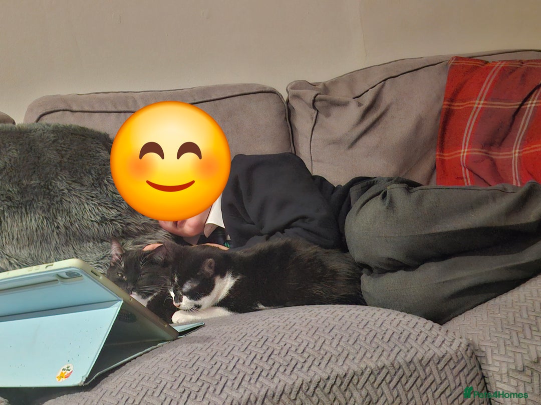 Domestic Shorthair cats for sale: Two black and white cats to rehome - Image 3