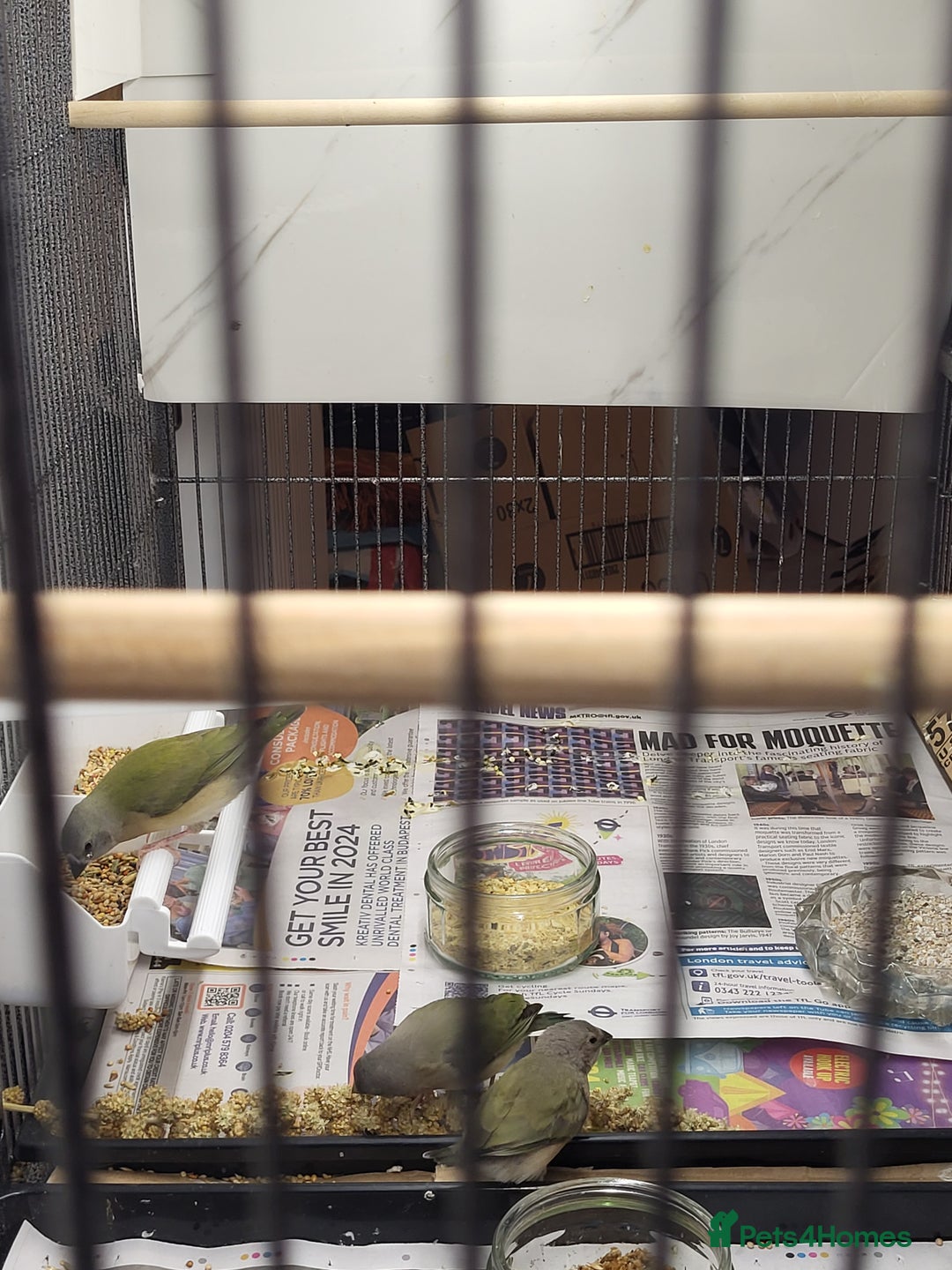 Finches birds for sale: Young gouldian finches - Advert 8