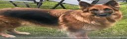 German Shepherd dogs for sale: 2 German shepherd puppy’s for sale. in Glasgow - Advert 9