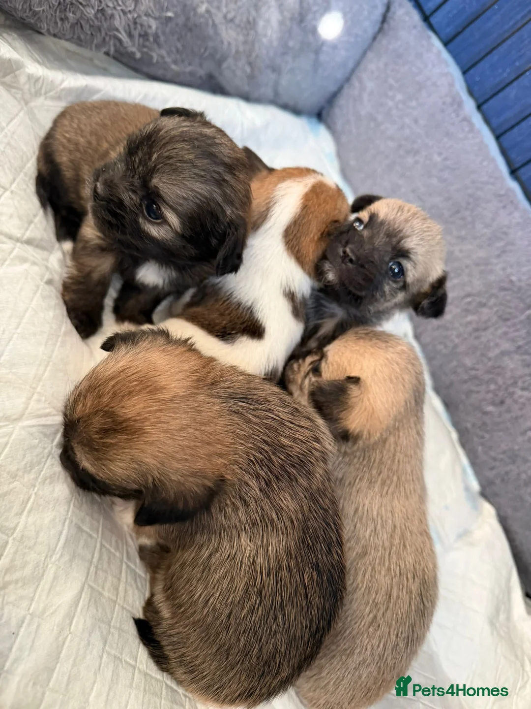 Mixed Breed dogs for sale: Beautiful puppies looking for loving homes - Advert 10
