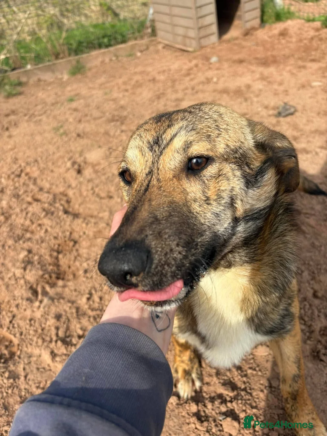 Mixed Breed dogs for adoption: Meet Finn, currently residing in Cheshire  in Nantwich - Advert 2