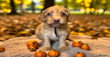 Cockapoo dogs - Advert 10