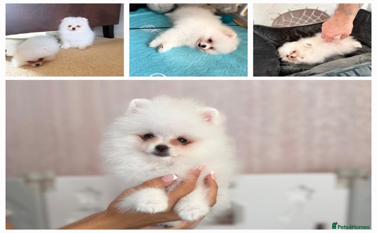 Pomeranian dogs - Advert 3