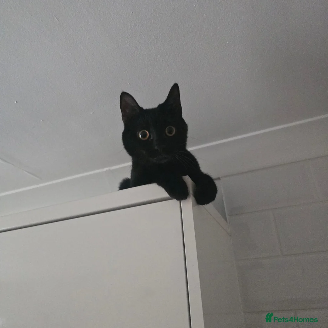 Mixed Breed cats for sale: 8 month old female cat to rehome  - Advert 3