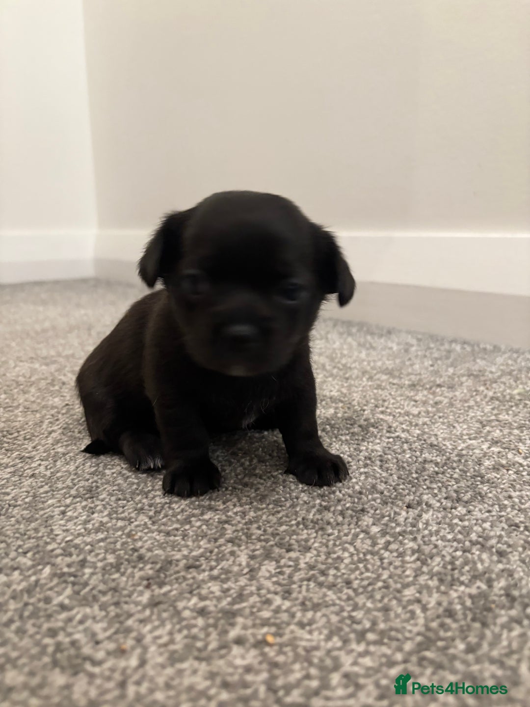 Chihuahua dogs for sale: Beautiful Chihuahua Puppies - Advert 12