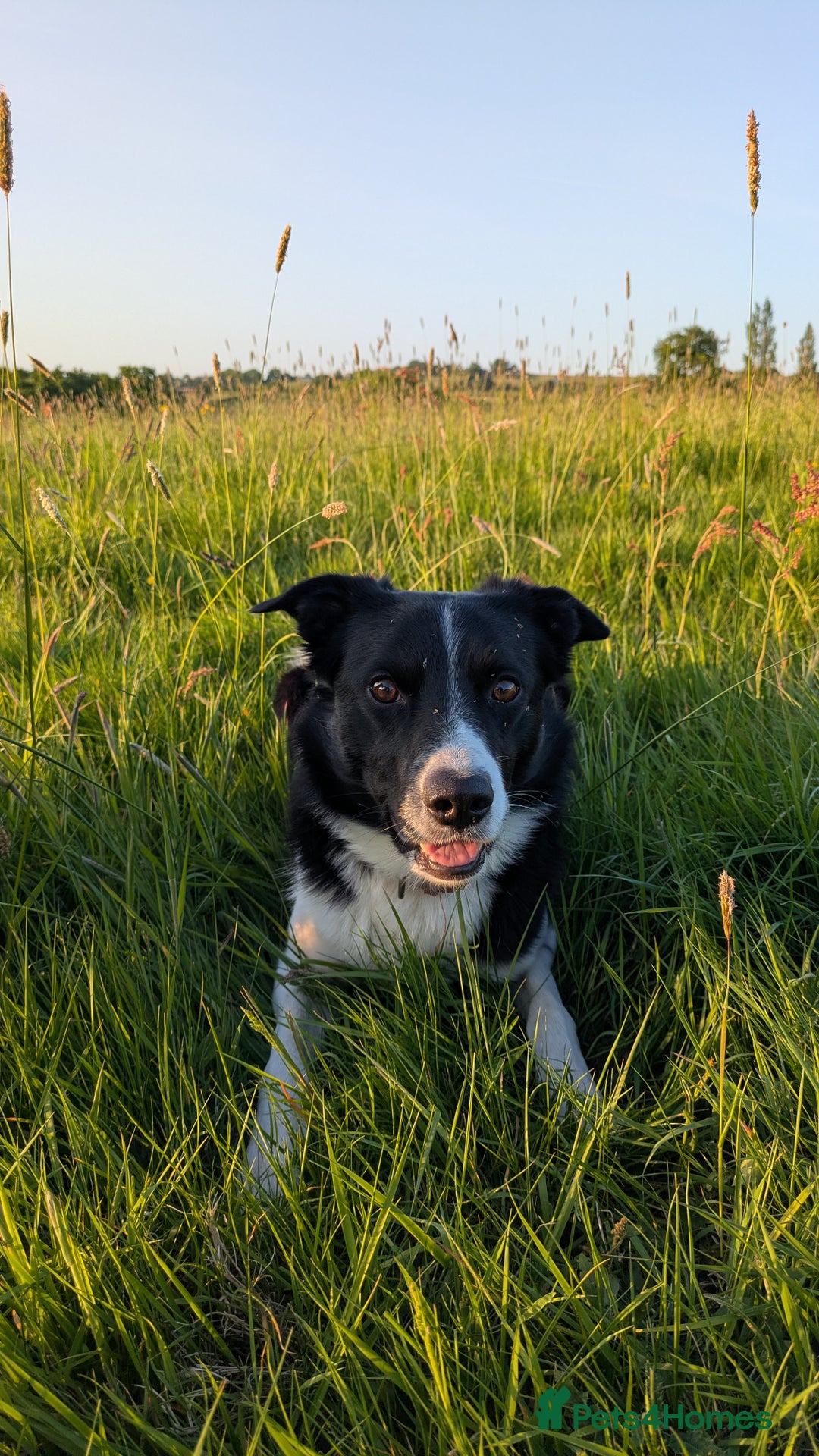 Border Collie dogs for sale: Gentle active pet border collie - Advert 6