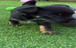 Mixed Breed dogs for sale: Yorkshire terrier x jack Russel *READY NEXT WEEK* - Image 18