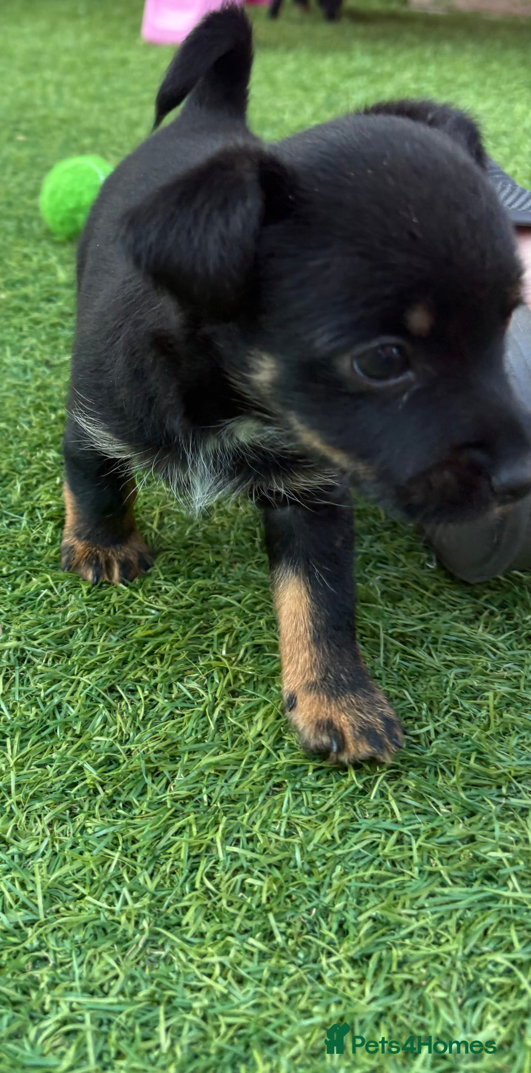 Mixed Breed dogs for sale: Yorkshire terrier x jack Russel *READY NEXT WEEK* - Image 18