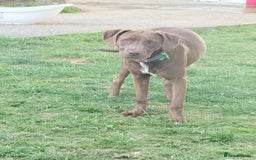 Mixed Breed dogs for sale: Weimaraner x Staffordshire Bull Terrier Female  - Image 2