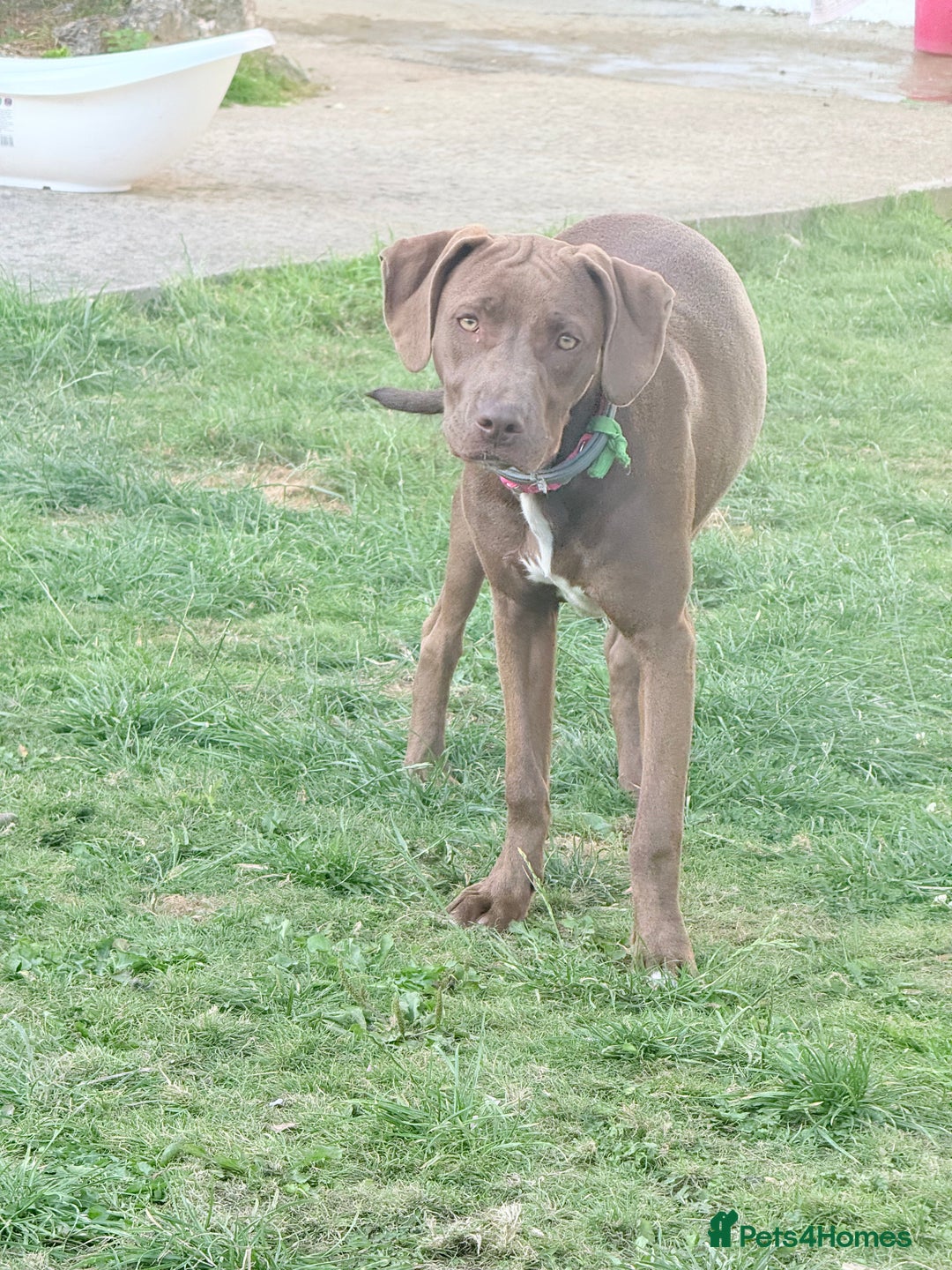 Mixed Breed dogs for sale: Weimaraner x Staffordshire Bull Terrier Female  - Image 2