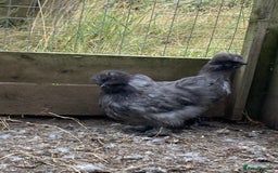 Chickens poultry for sale: Silkie Hens 14 weeks - Image 3