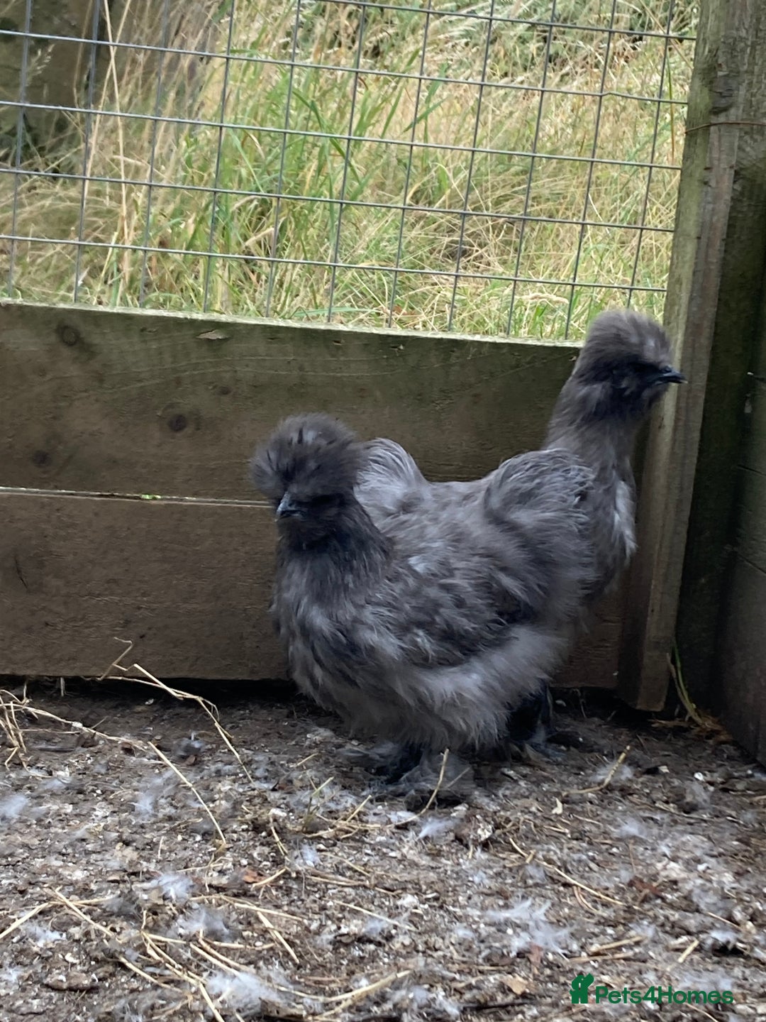 Chickens poultry for sale: Silkie Hens 14 weeks - Image 3