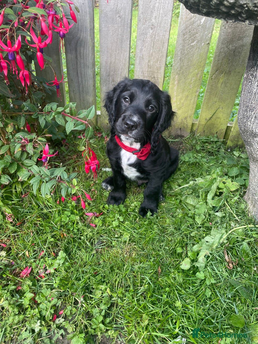 Cocker Spaniel dogs for sale: cocker spaniel  - Image 1