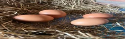 Mixed Breed livestock for sale: Chickens for sale  - Advert 5