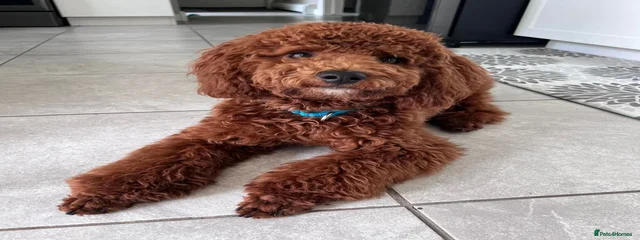 Alfie