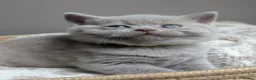 British Shorthair cats for sale: GCCF British Shorthair kittens  - Advert 9