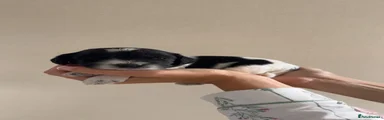 Sproodle 1