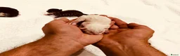 Mixed Breed cats for sale: Our Home to Yours – Snow’s Beautiful Second Litter - Advert 6