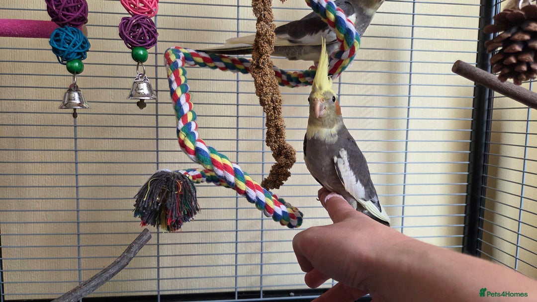 Cockatiels birds for sale: Fully weaned hand tame male baby cockatiel  - Image 9