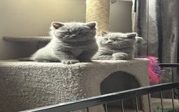 British Shorthair cats for sale: Beautiful blue British shorthair kitten  - Image 4