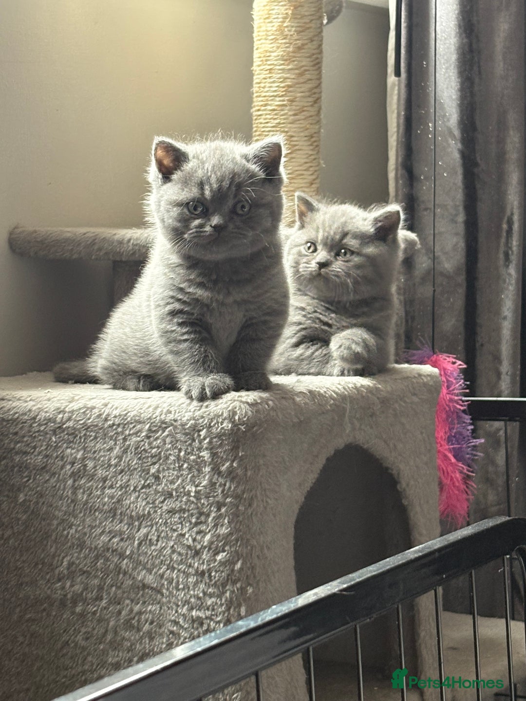 British Shorthair cats for sale: Beautiful blue British shorthair kitten  - Image 4
