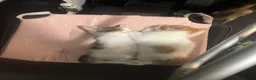Mixed Breed cats for sale: Kittys kittens  - Advert 12