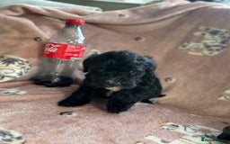 Sheepadoodle dogs for sale: Micro mini Sheepadoodle  - Image 8