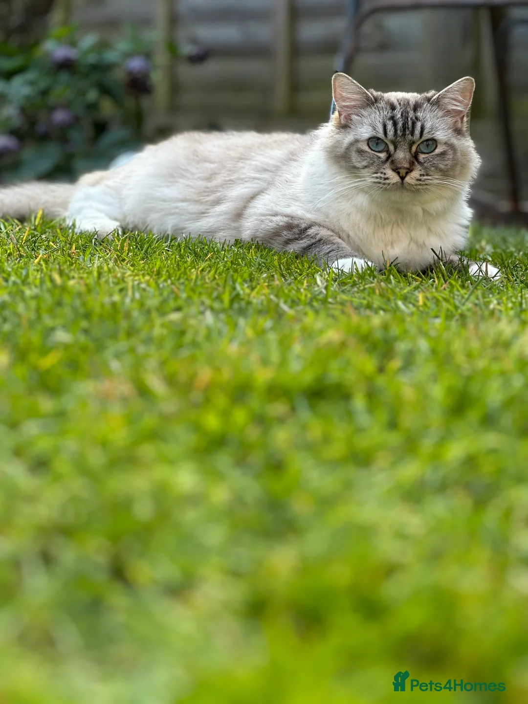Ragdoll cats for sale: Active GCCF-registered Tabby Ragdoll  - Advert 2