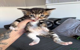 Bengal cats for sale: 5 kittens ready to go soon - Image 6