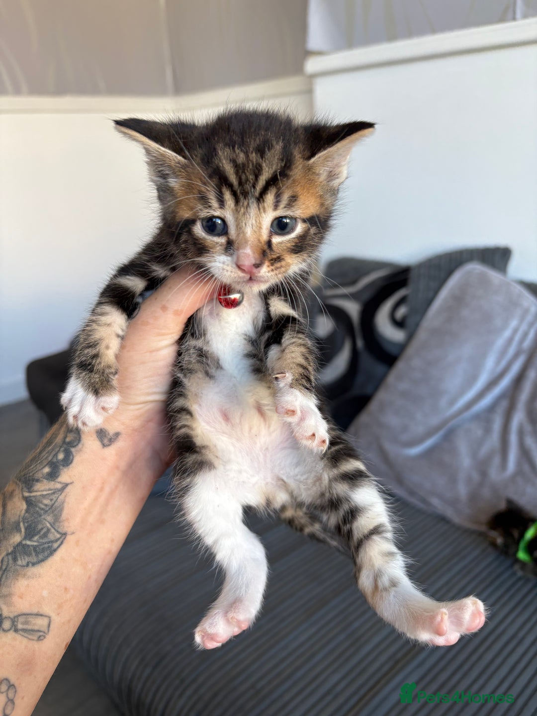 Bengal cats for sale: 5 kittens ready to go soon - Image 6