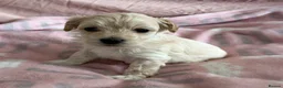 Maltipoo dogs for sale: Exquisite F1 Maltipoo Puppies in Chislehurst - Advert 12