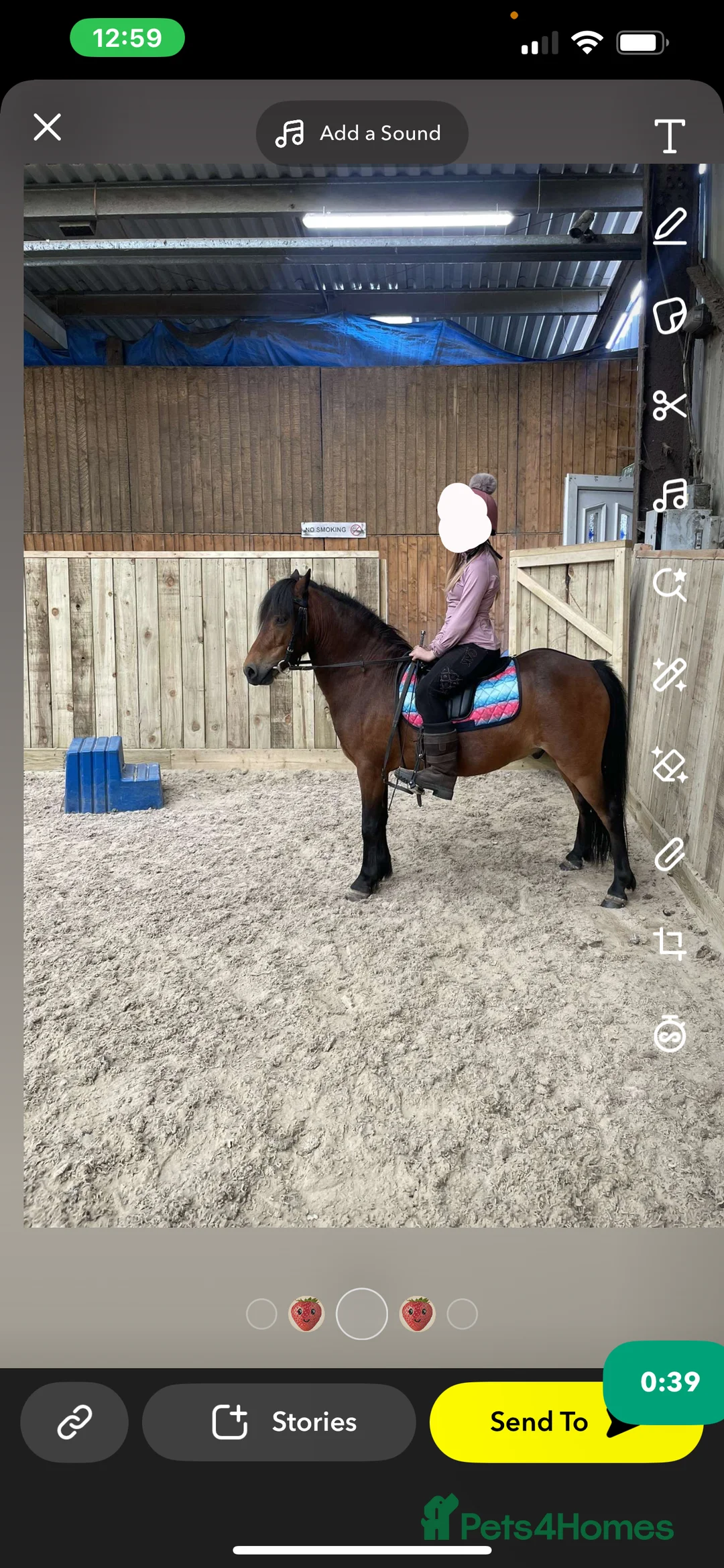 Dartmoor horses for sale: For sale - Advert 3