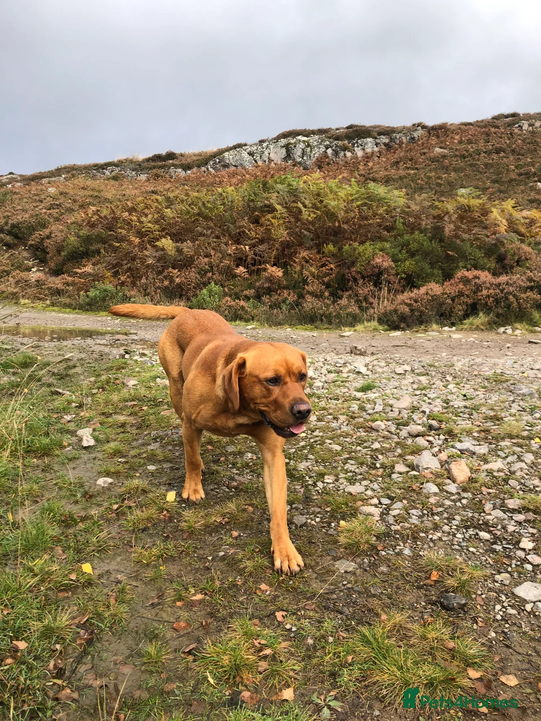 Labrador Retriever dogs for stud: Fox Red Labrador for stud - Advert 2