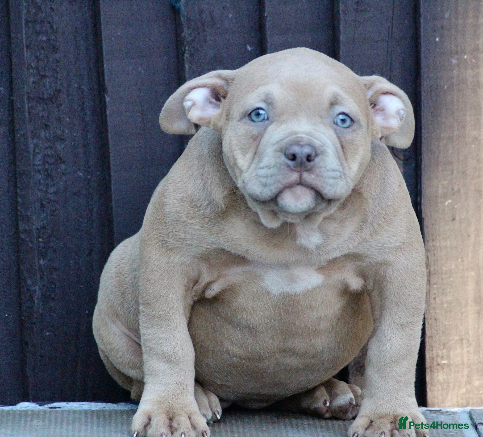 American Bully dogs American bully’s for sale ( READY NOW )  - Advert 3