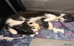 Mixed Breed cats for sale: Kittens for Sale - Image 6