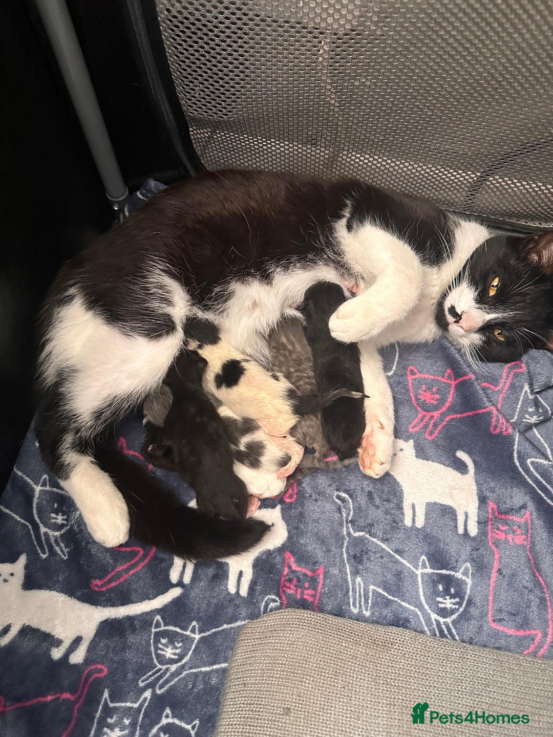 Mixed Breed cats for sale: Kittens for Sale - Image 6
