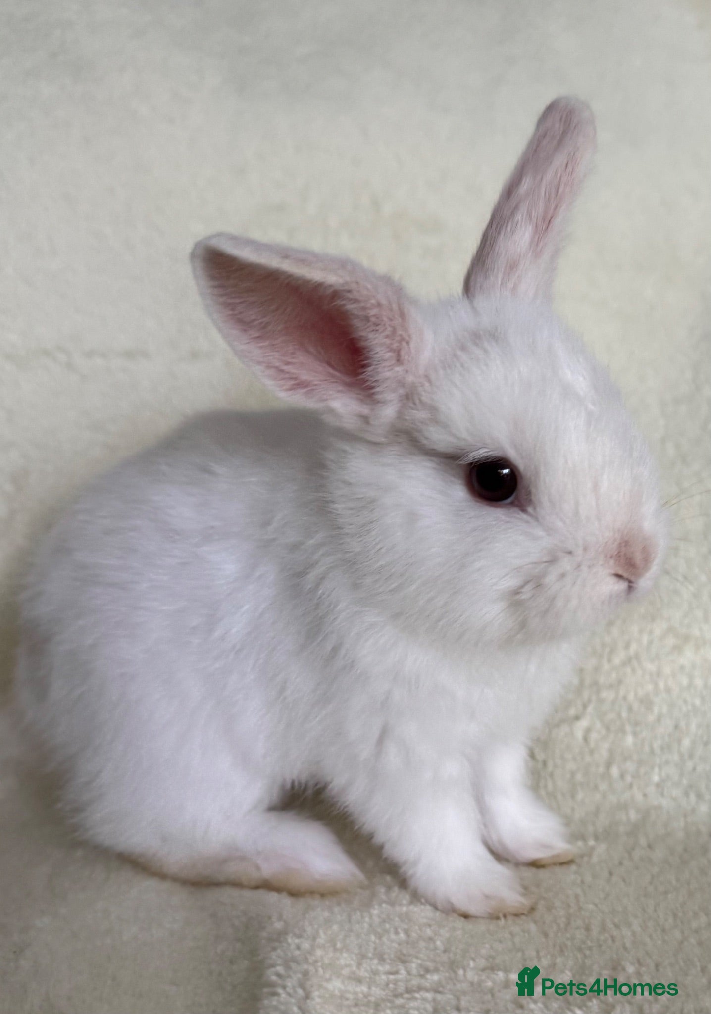 Mixed Breed rabbits Very Friendly Blue Eyed White Baby Bunny  - Advert 6