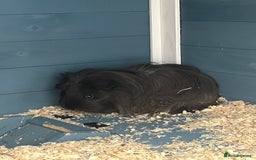 Guinea Pig rodents for sale: 2 female guinea pigs + hutch  - Image 1